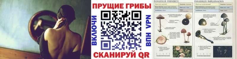купить  цена  Тобольск  Галлюциногенные грибы Psilocybine cubensis 